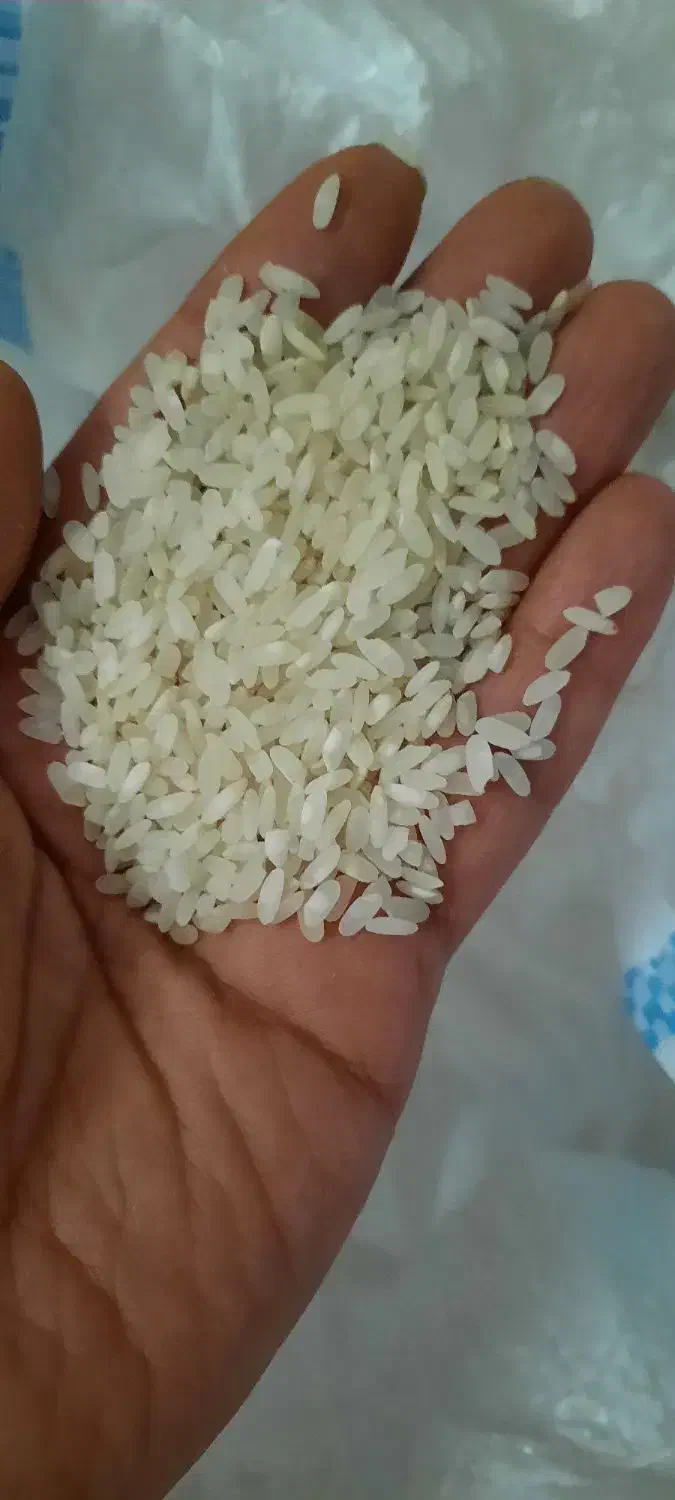 برنج کامفیروز اصل|خوردنی و آشامیدنی|شیراز, لاله|دیوار