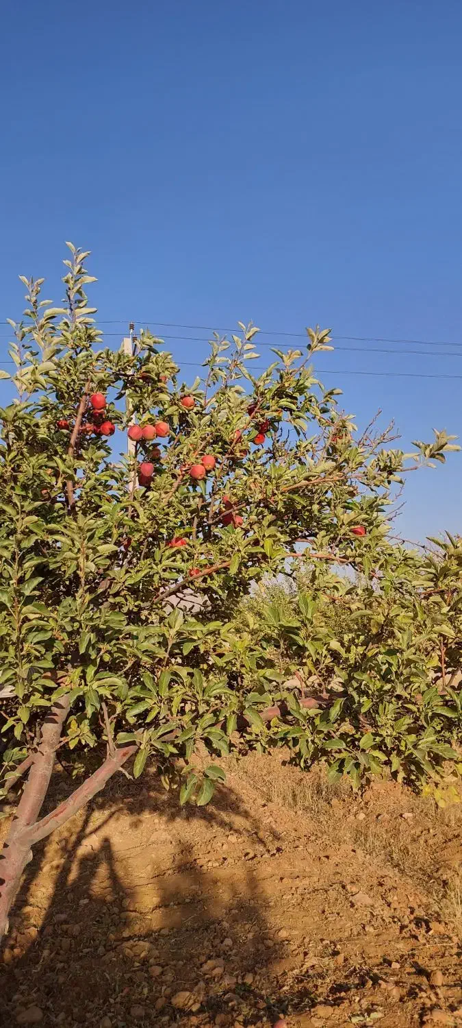 باغشهر ۱۰۰۰ متری آبپرده|فروش خانه و ویلا|شیراز, کودیان|دیوار