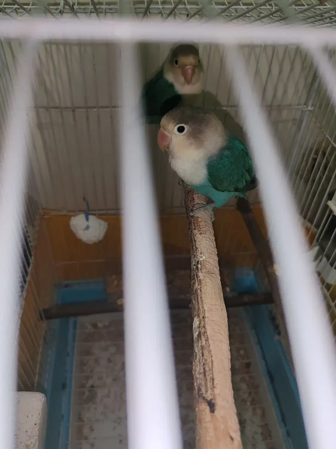 طوطی برزیلی|پرنده|مسجد سلیمان, |دیوار