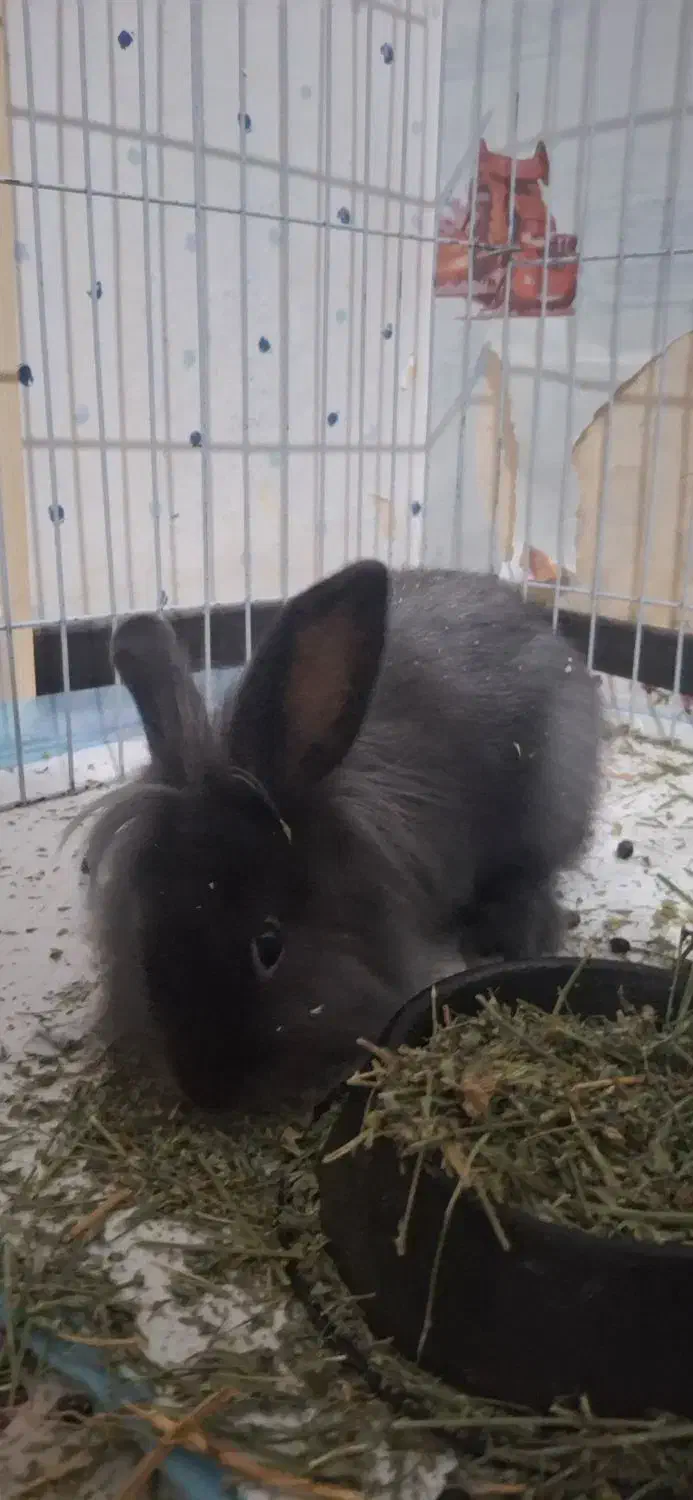 خرگوش مینی لوپ ترکیش|موش و خرگوش|قزوین, |دیوار