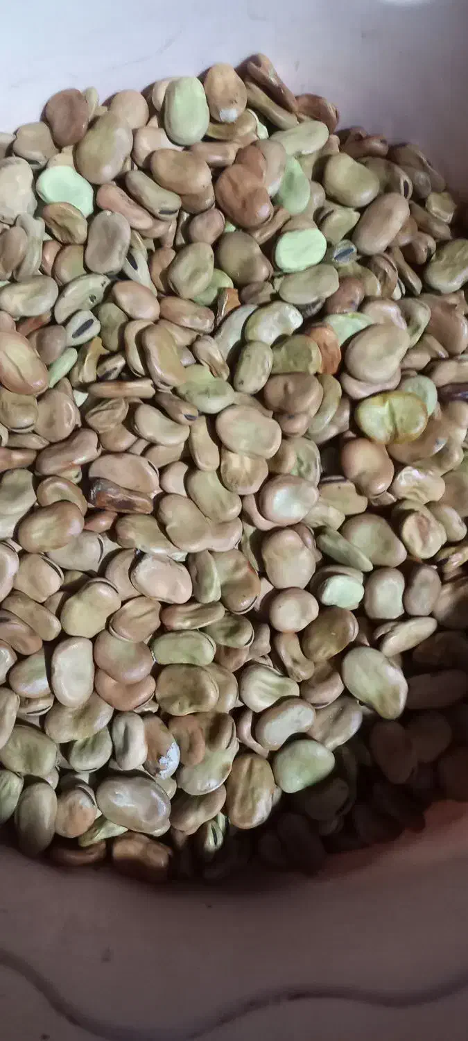 باقلا خوراکی و بذری|خوردنی و آشامیدنی|ری, شهید غیوری (ابن باویه)|دیوار