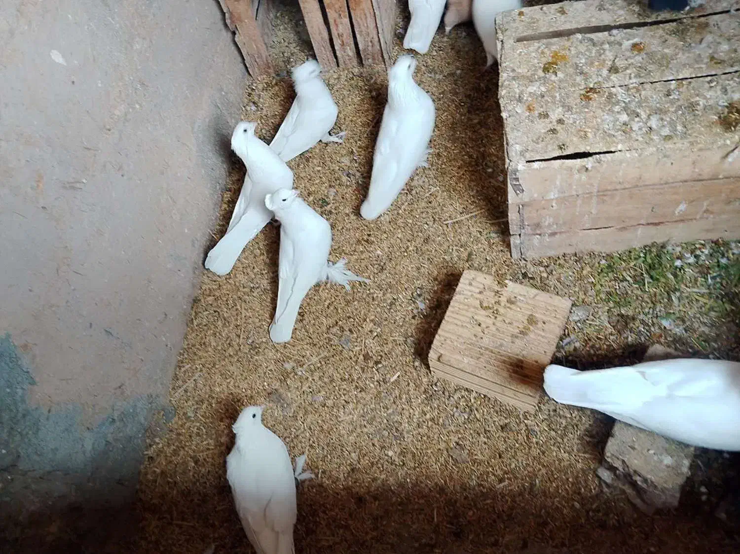 تعدادی کبوتر سفید  فروشی|پرنده|شهرضا, |دیوار