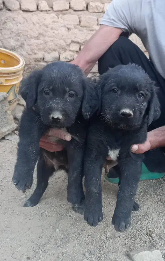 زغالی نر|سگ|ابریشم, |دیوار