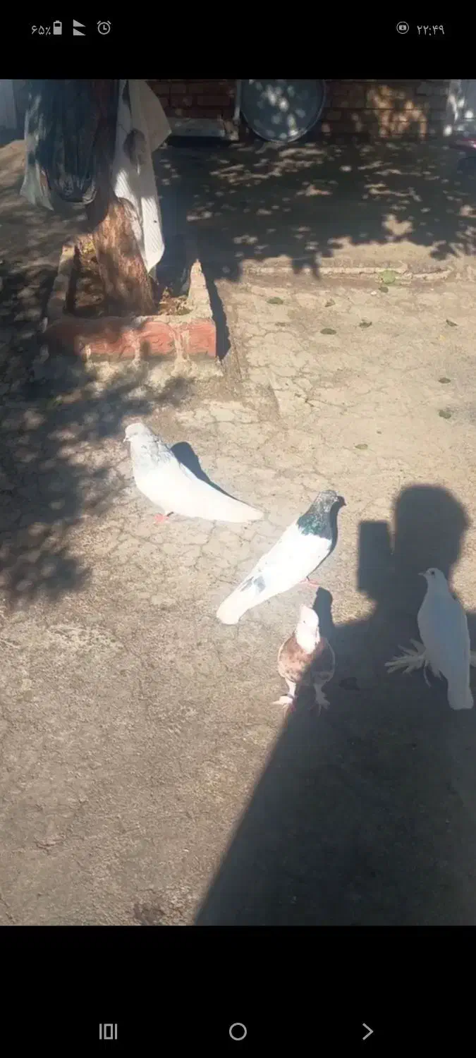 باشی موشی باشی گوی|پرنده|مرند, |دیوار