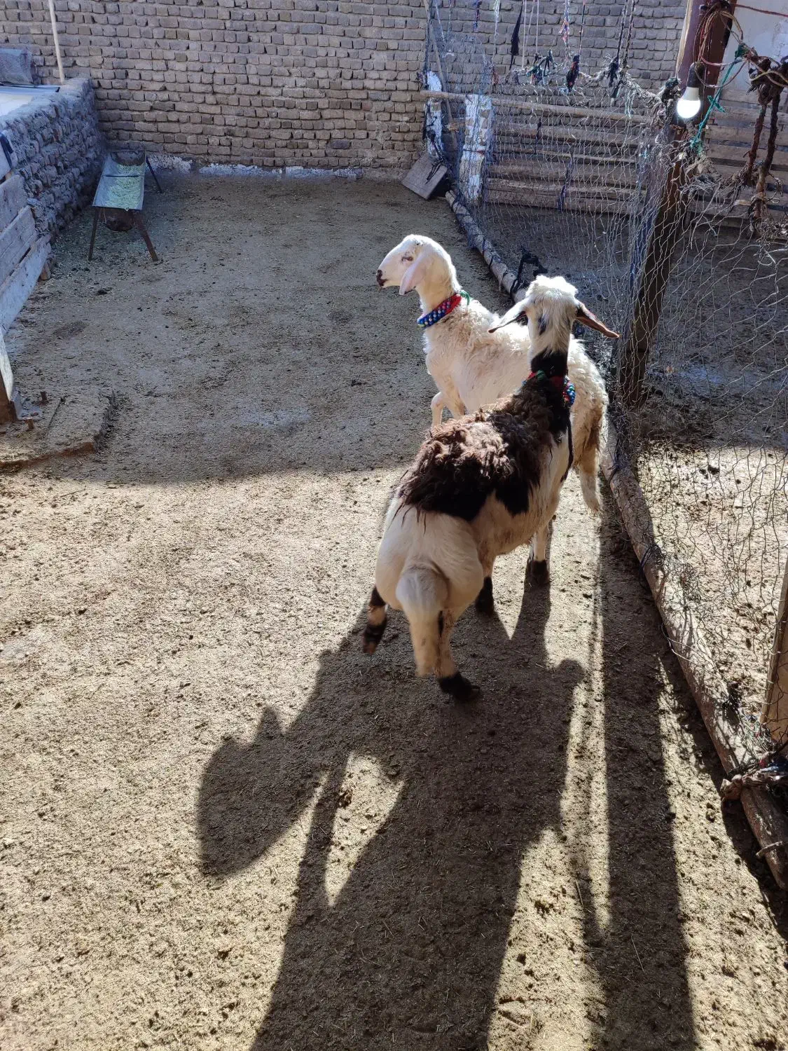 بره قوچای پلنگی و افشاری|حیوانات مزرعه|بروجرد, |دیوار