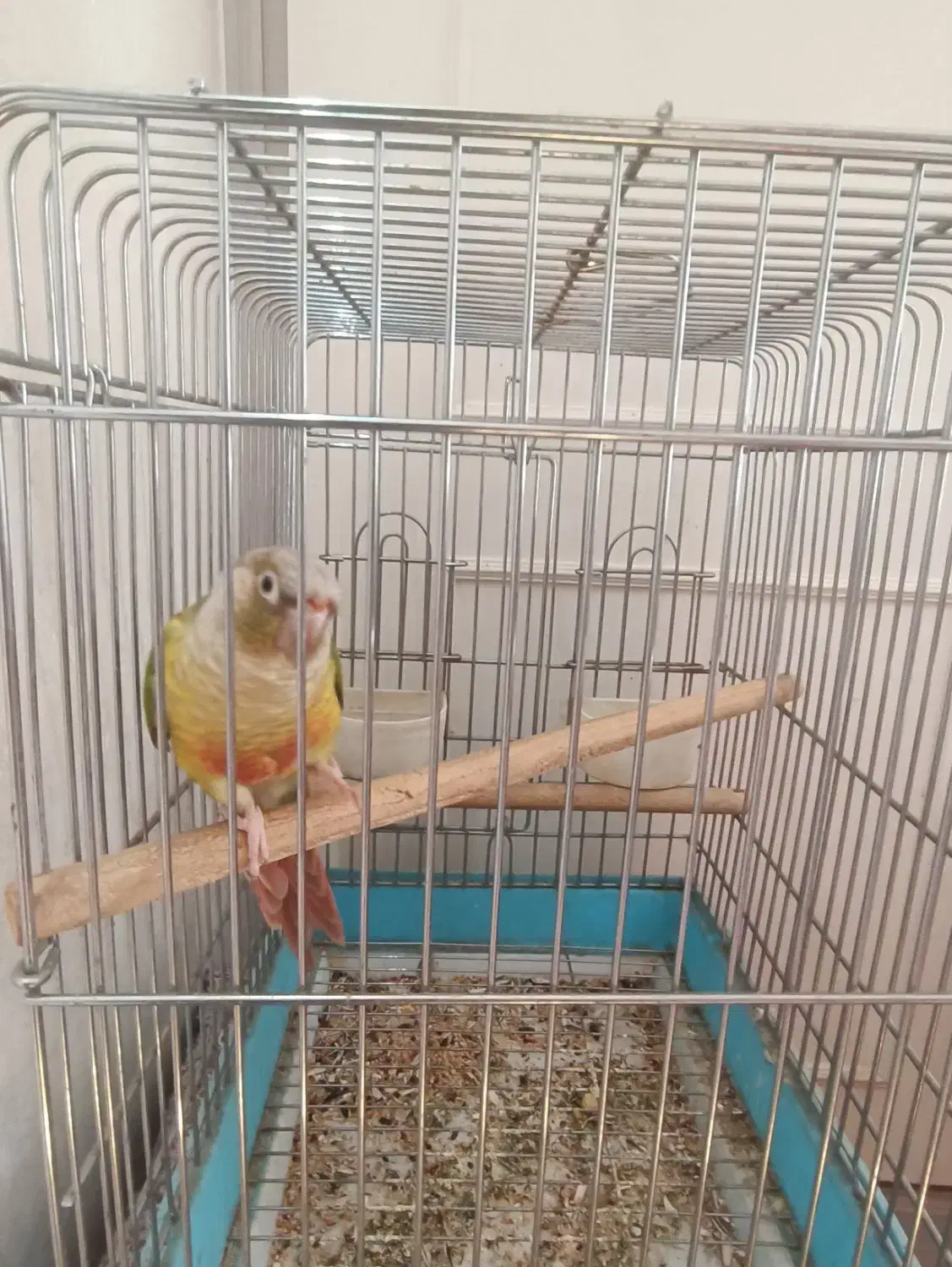 طوطی|پرنده|اصفهان, جلالیه|دیوار