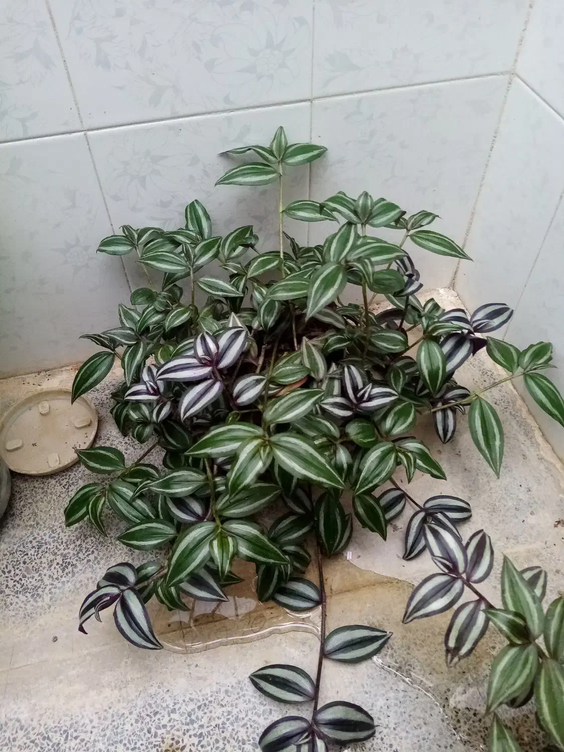 2تل گل باهم|گل و گیاه طبیعی|نهاوند, |دیوار