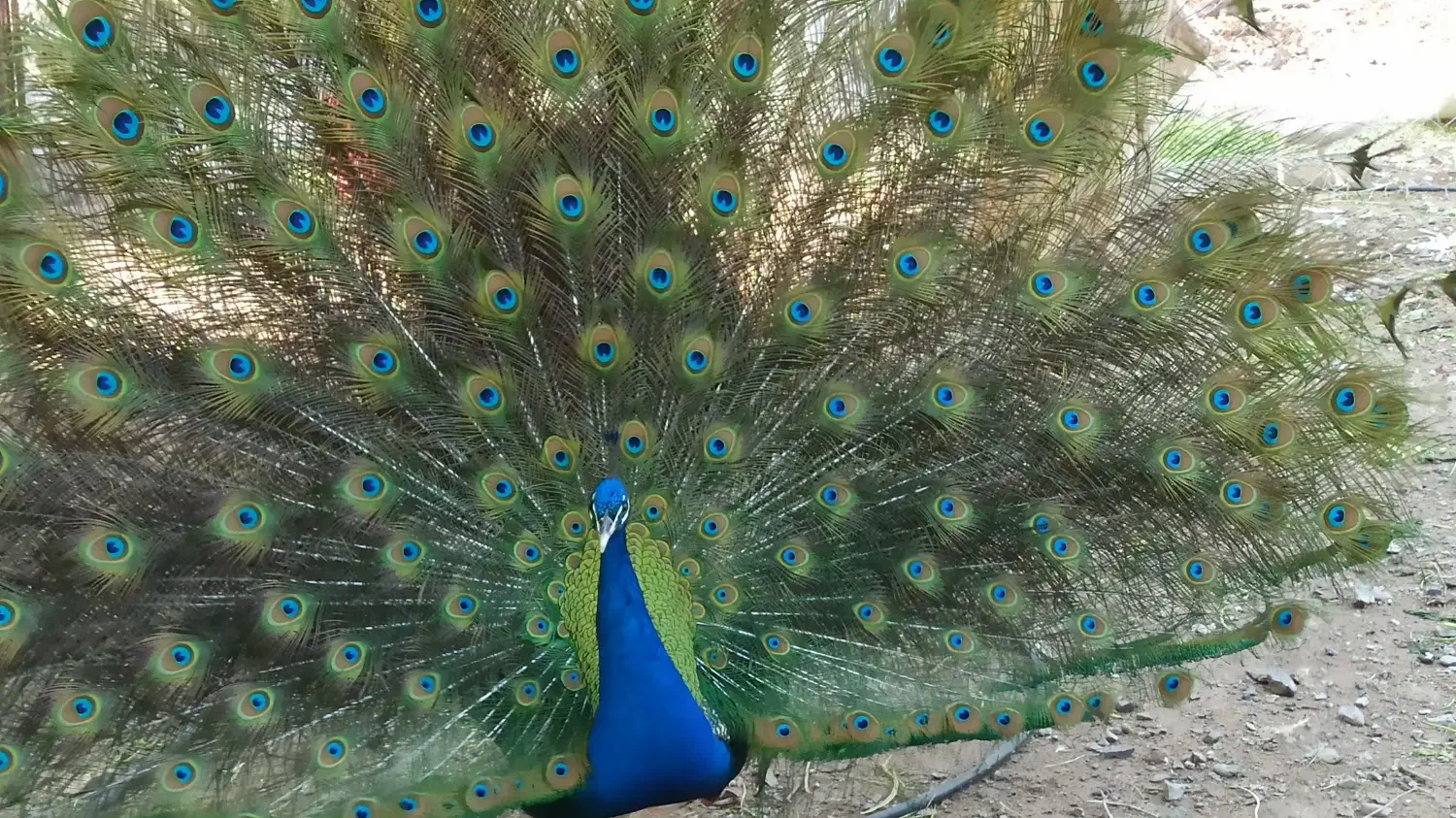 طاووس|پرنده|رودان, |دیوار