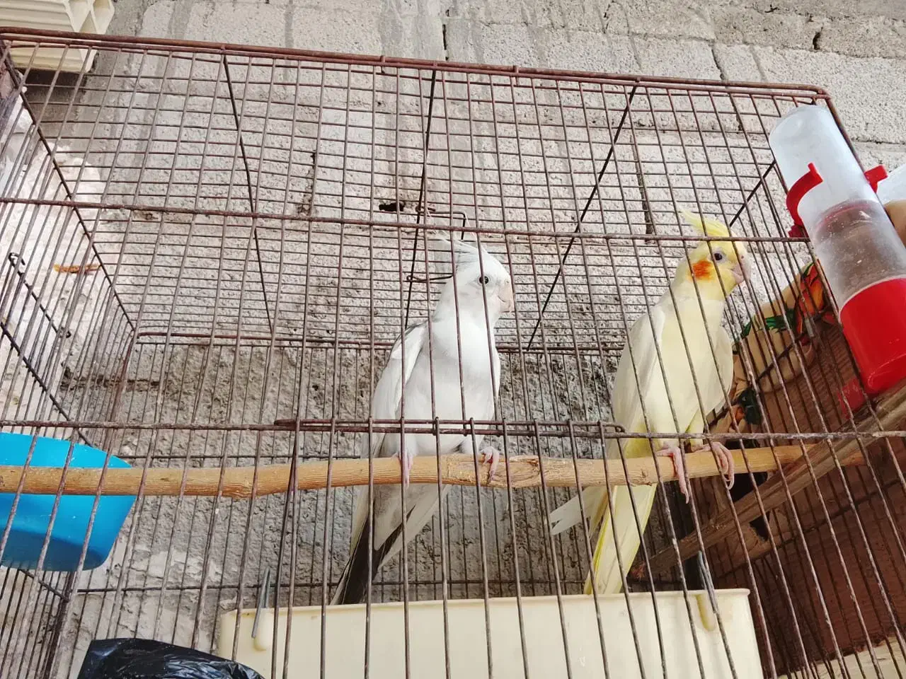 فروش عروس هلندی|پرنده|بندر دیر, |دیوار