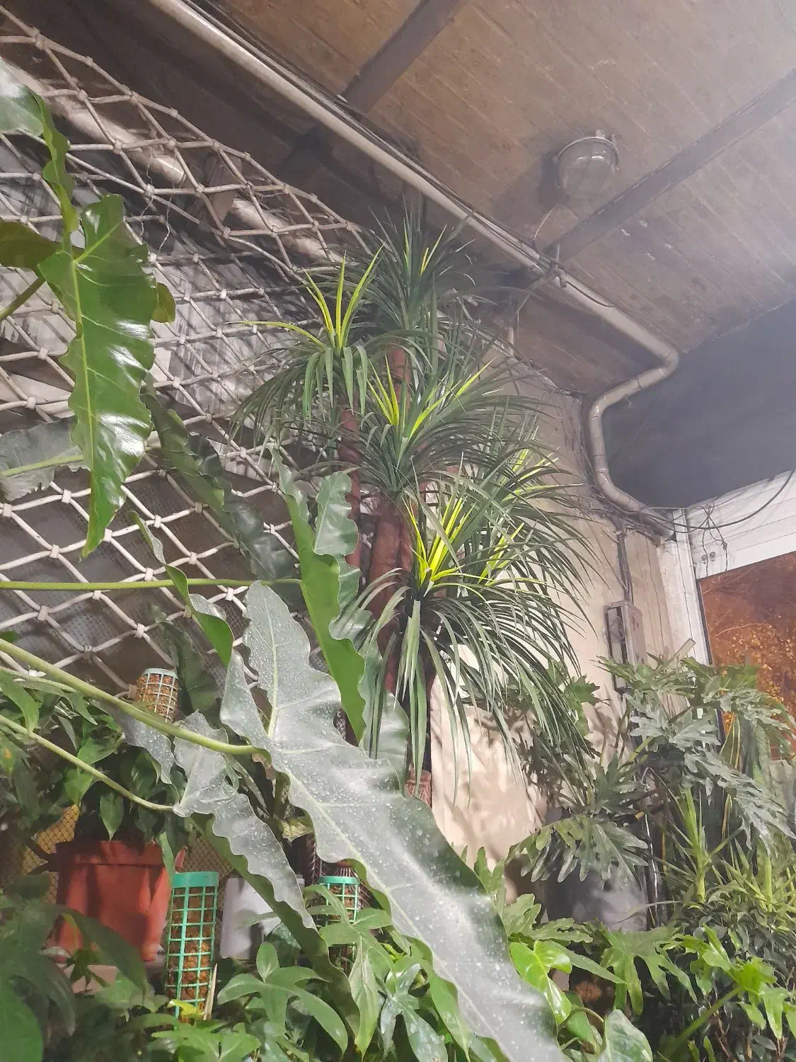 درخت مصنوعی|گل مصنوعی|تهران, امیریه|دیوار