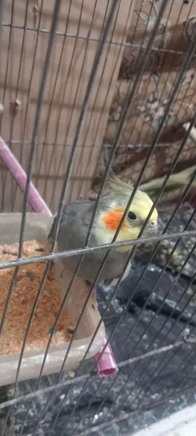 عروس هلندی آهویی|پرنده|آبادان, |دیوار