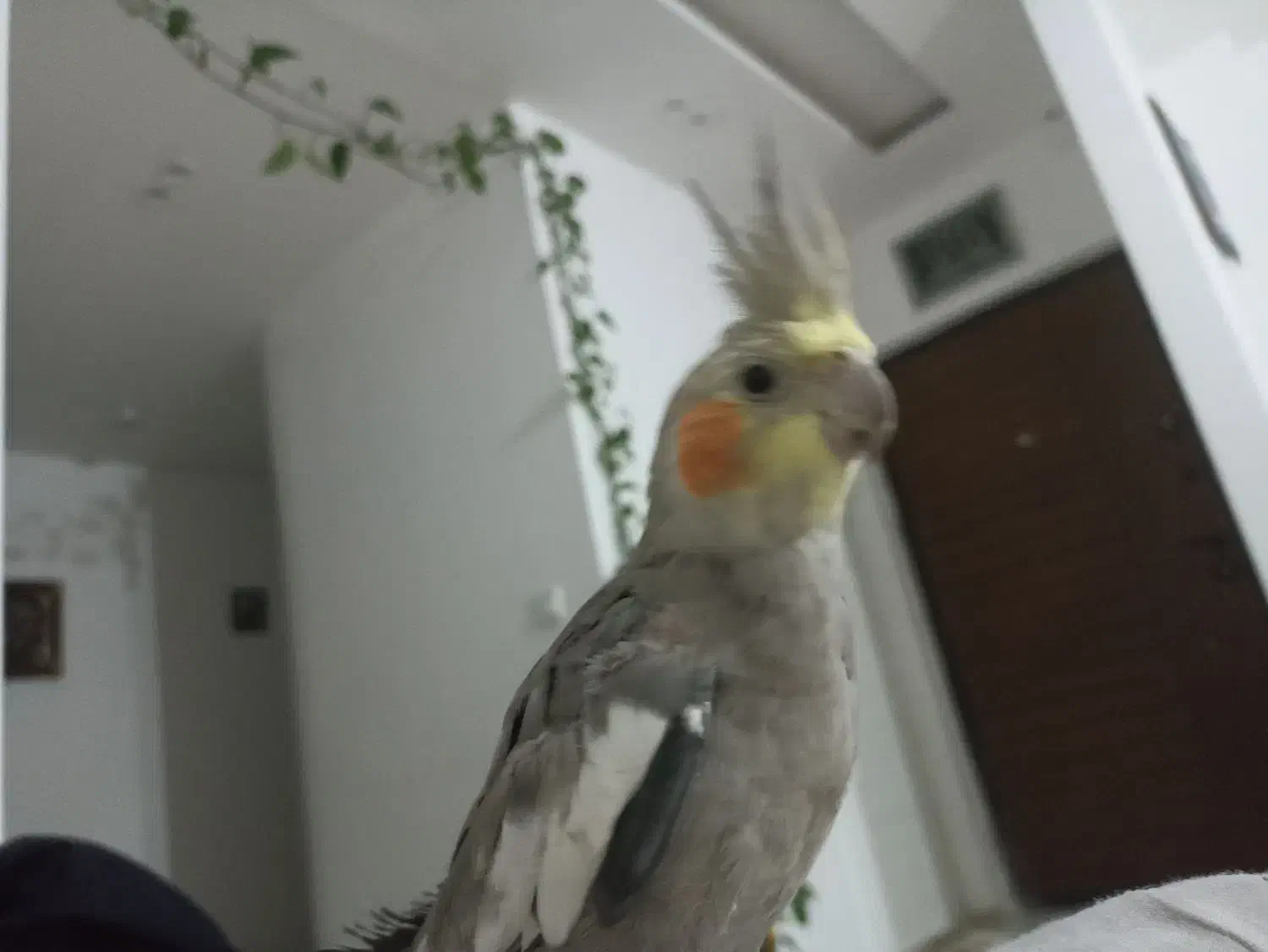 عروس هلندی|پرنده|مشهد, آزادشهر|دیوار