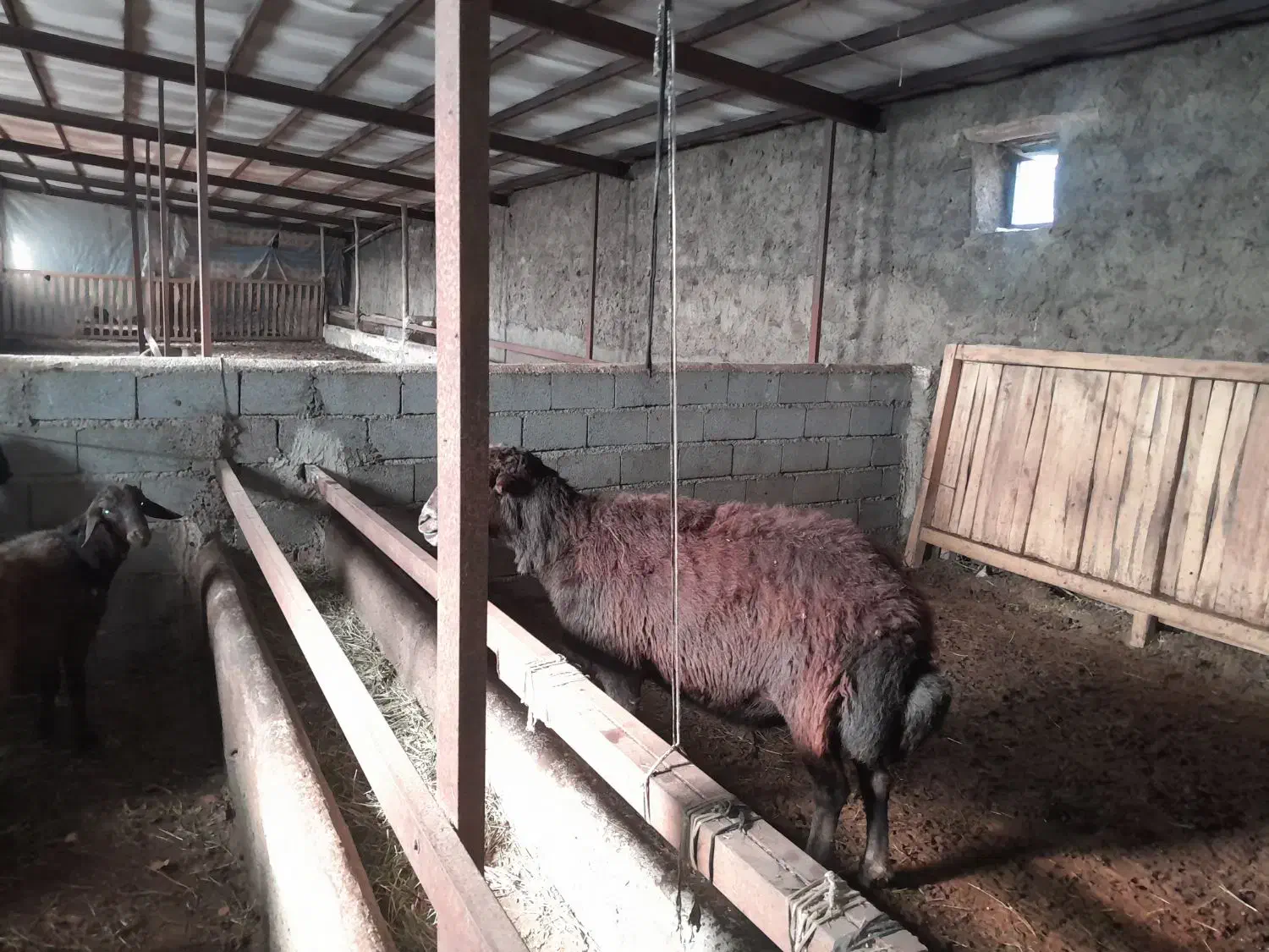 قوچ|حیوانات مزرعه|تسوج, |دیوار