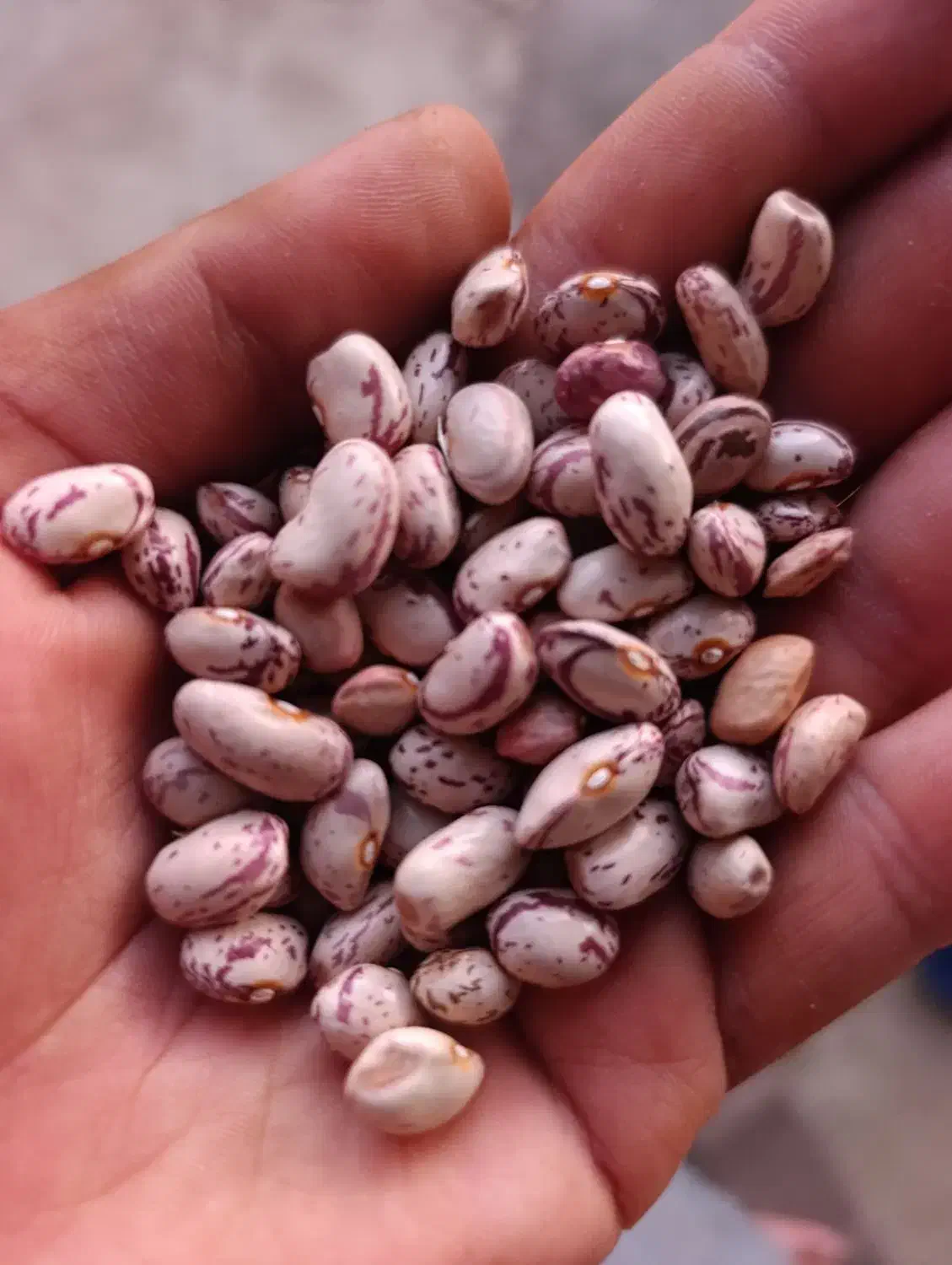 لوبیا چیتی محصول امسال|خوردنی و آشامیدنی|انزل, |دیوار