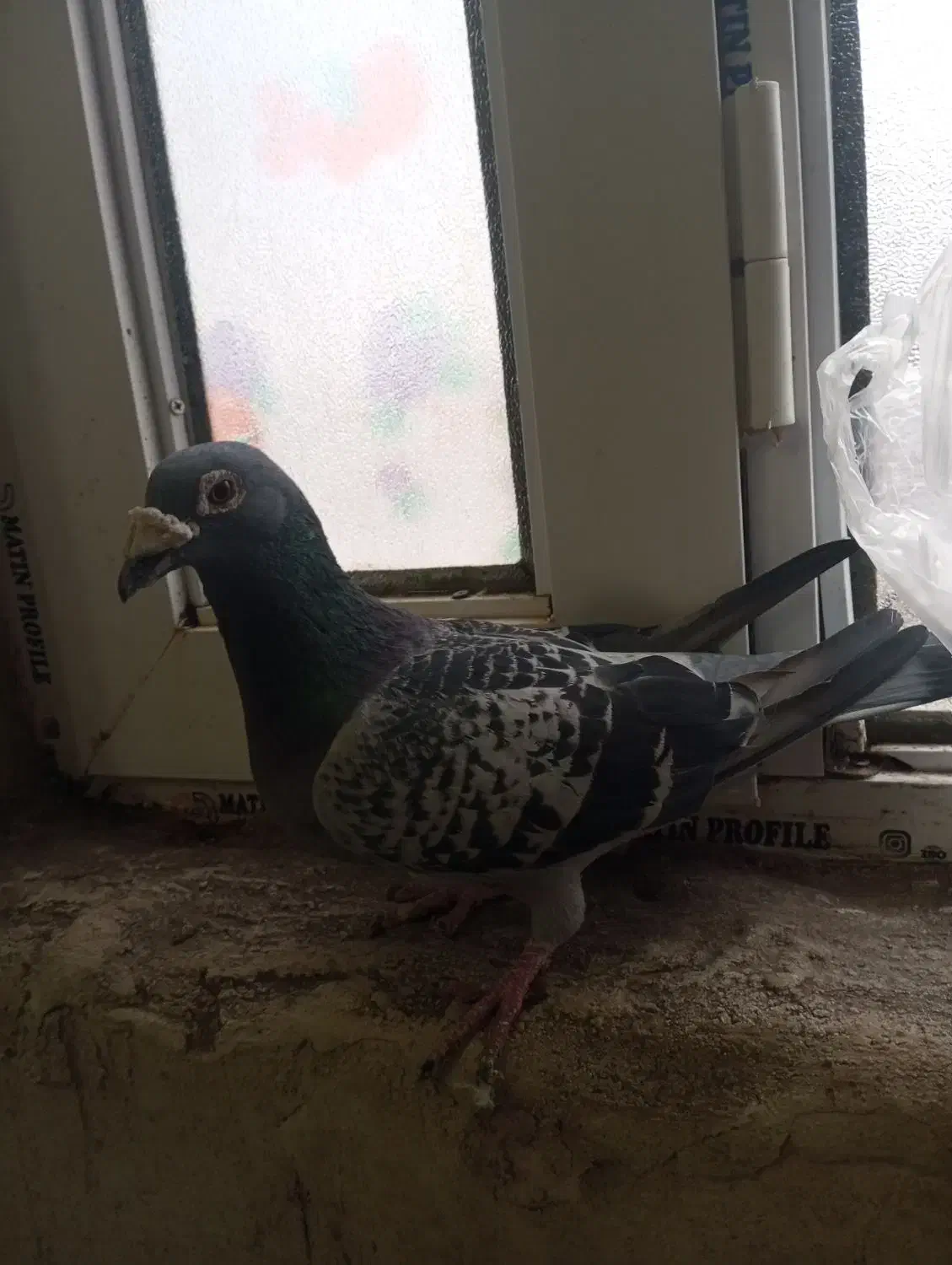 دوبر نر مسافتی|پرنده|اردبیل, |دیوار