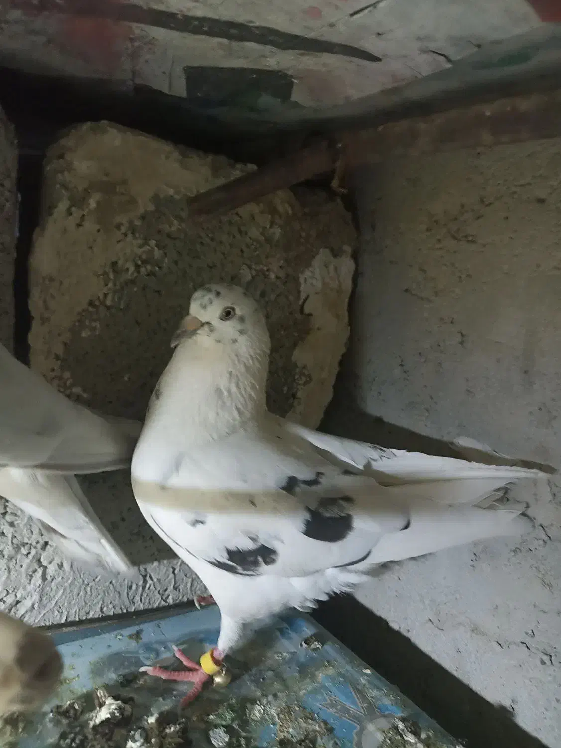 کبوتر|پرنده|ایرانشهر, |دیوار