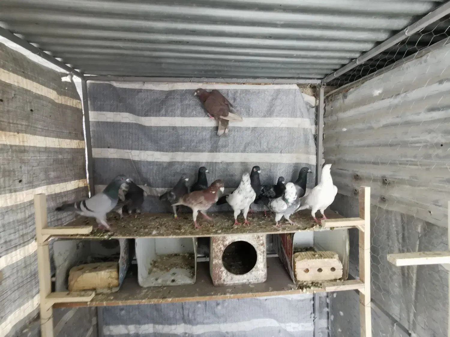 کبوتر پلاکی سبز و سرور کوهی|پرنده|شیراز, دشت چنار|دیوار