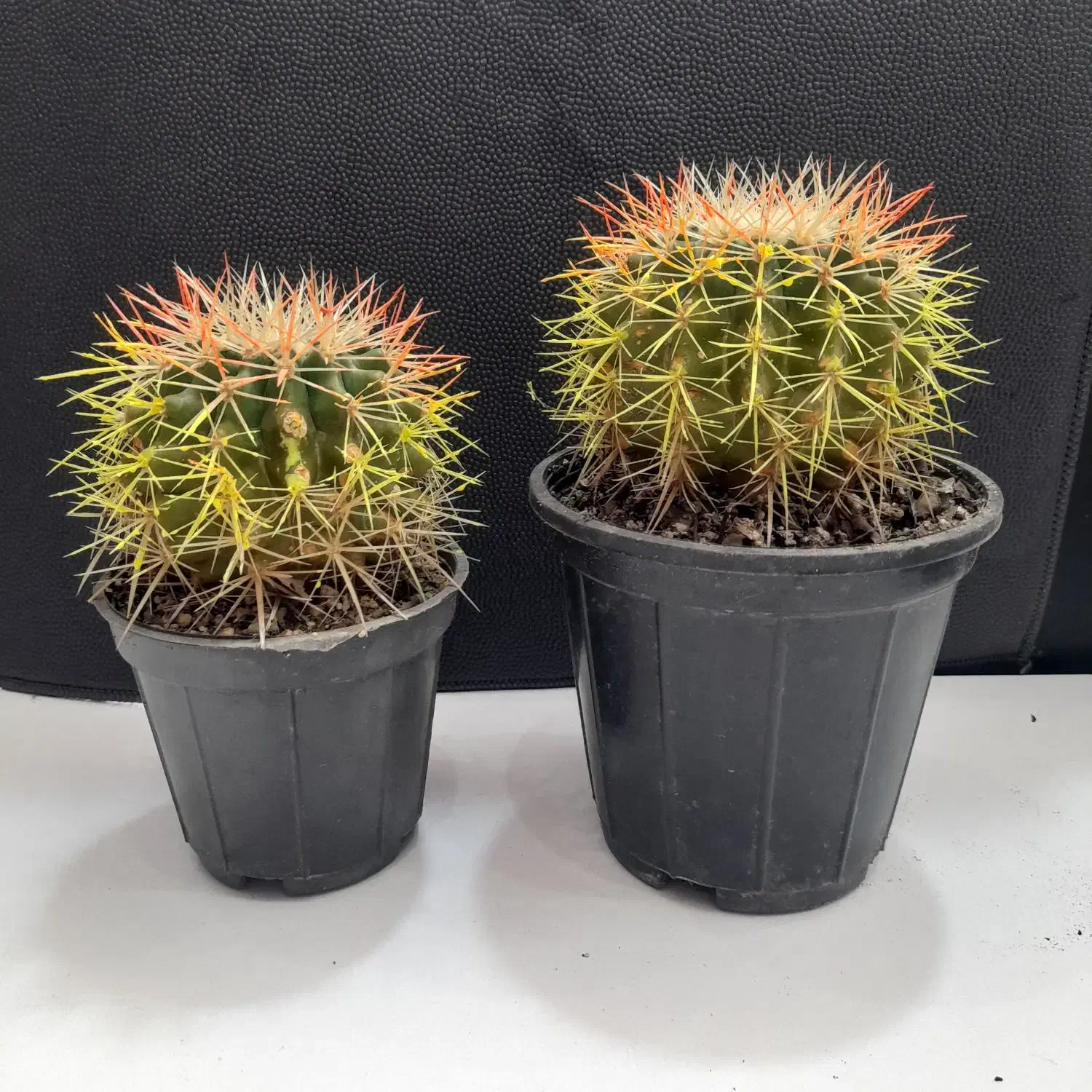 کاکتوس|گل و گیاه طبیعی|آستانه اشرفیه, |دیوار