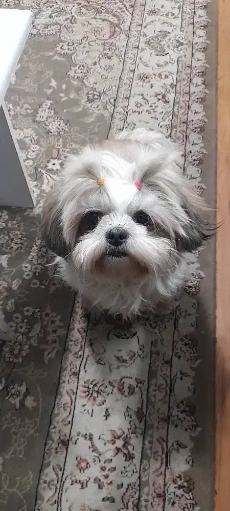 شیتزو سوپر فلت|سگ|تهران, شهرک غزالی|دیوار