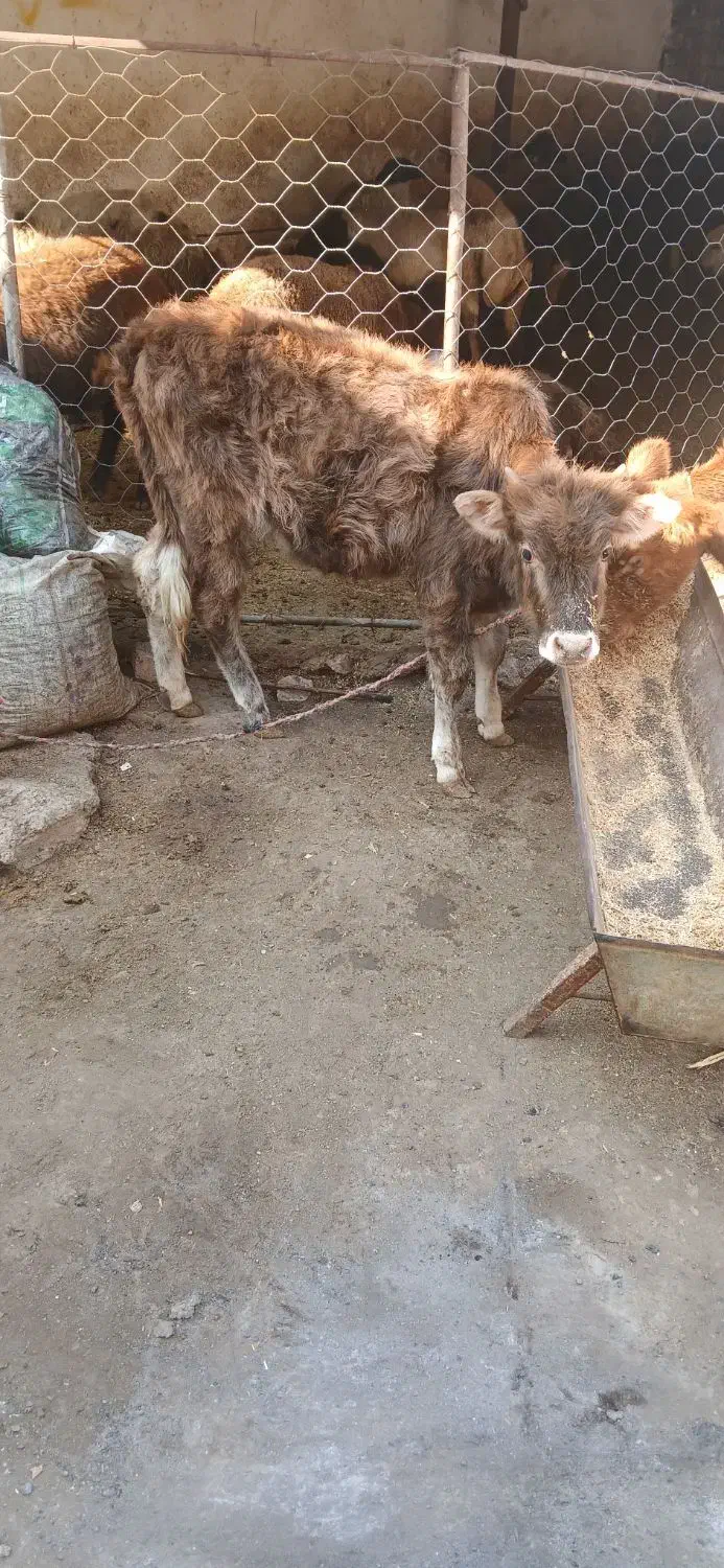 گوساله ماده|حیوانات مزرعه|خان ببین, |دیوار