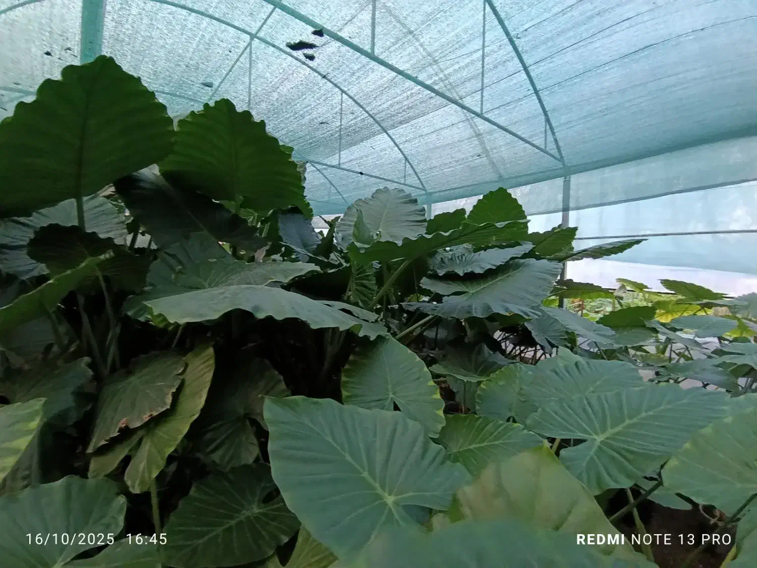 تعدادی گل بابا آدم و فیکوس|گل و گیاه طبیعی|آستانه اشرفیه, |دیوار