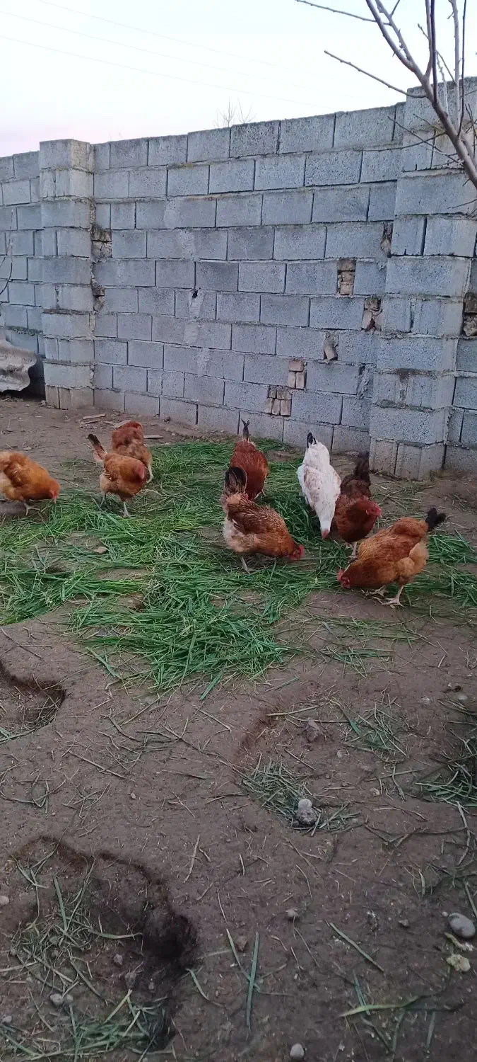 مرغ محلی تخم گذار|حیوانات مزرعه|ساری, |دیوار