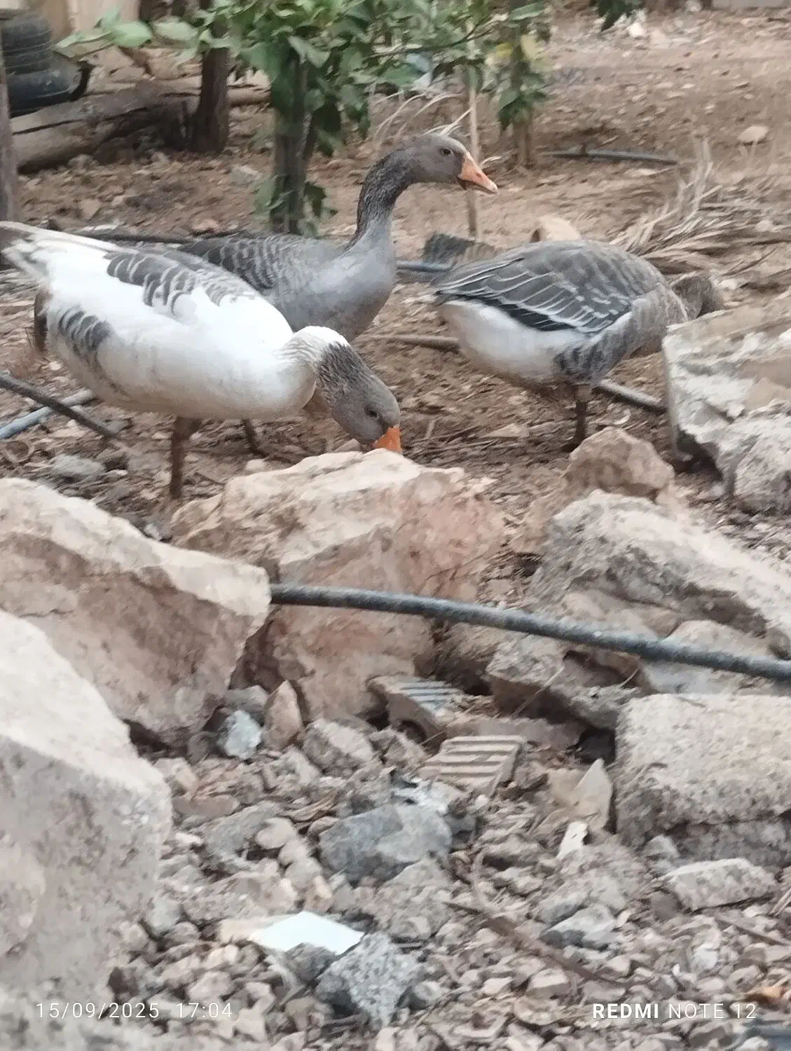 3تا غاز|حیوانات مزرعه|یاسوج, |دیوار