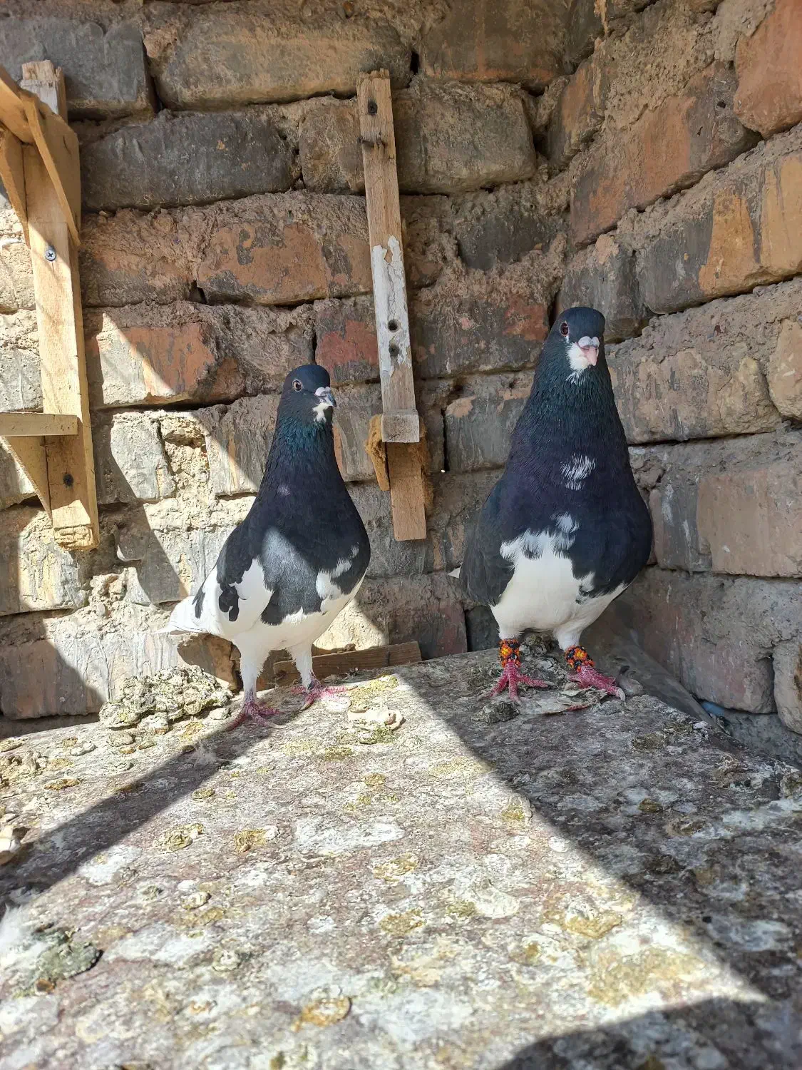 جفت یال و چپ|پرنده|مرودشت, ابوذر شمالی‎|دیوار