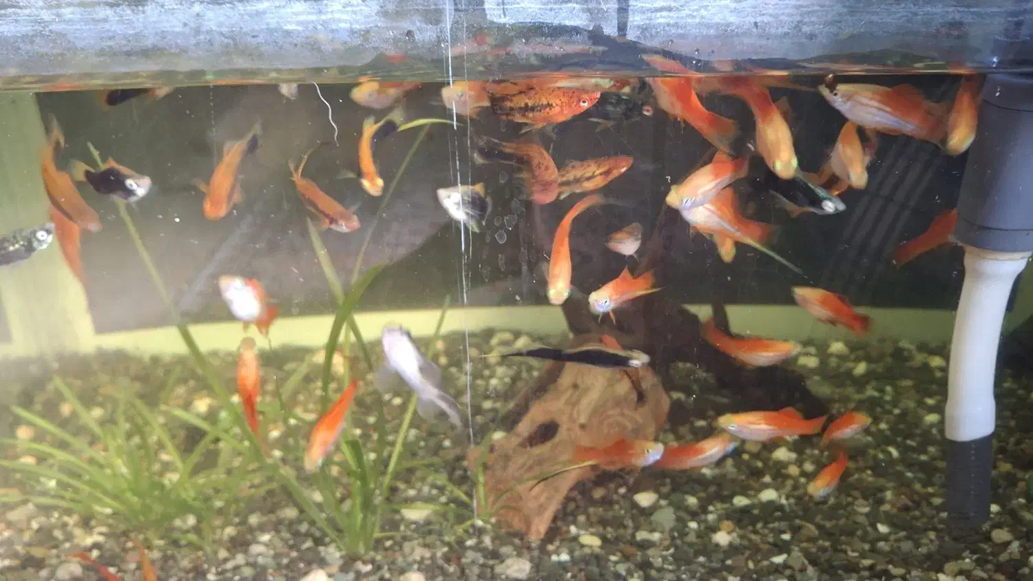 ماهی دم شمیری مولد و آنجل مولد|ماهی|رشت, سعدی (تختی)|دیوار