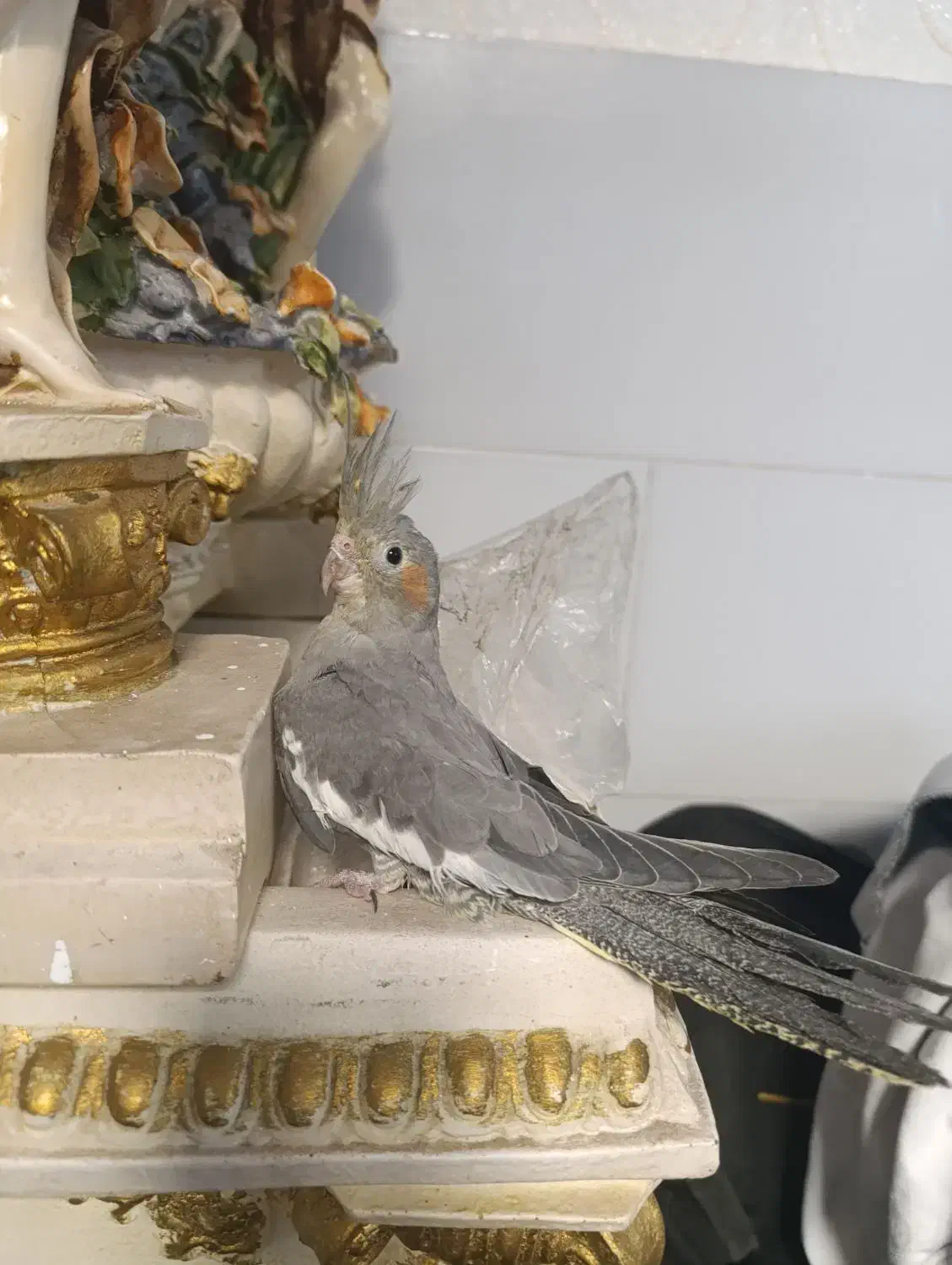 طوطی عروس|پرنده|قزوین, |دیوار