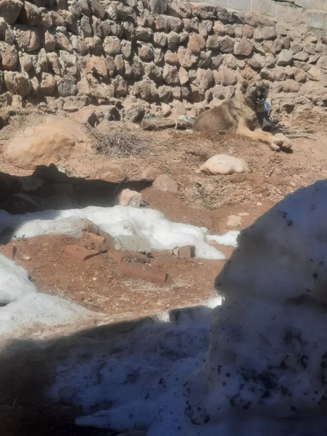 سگ.|سگ|صوفیان, |دیوار