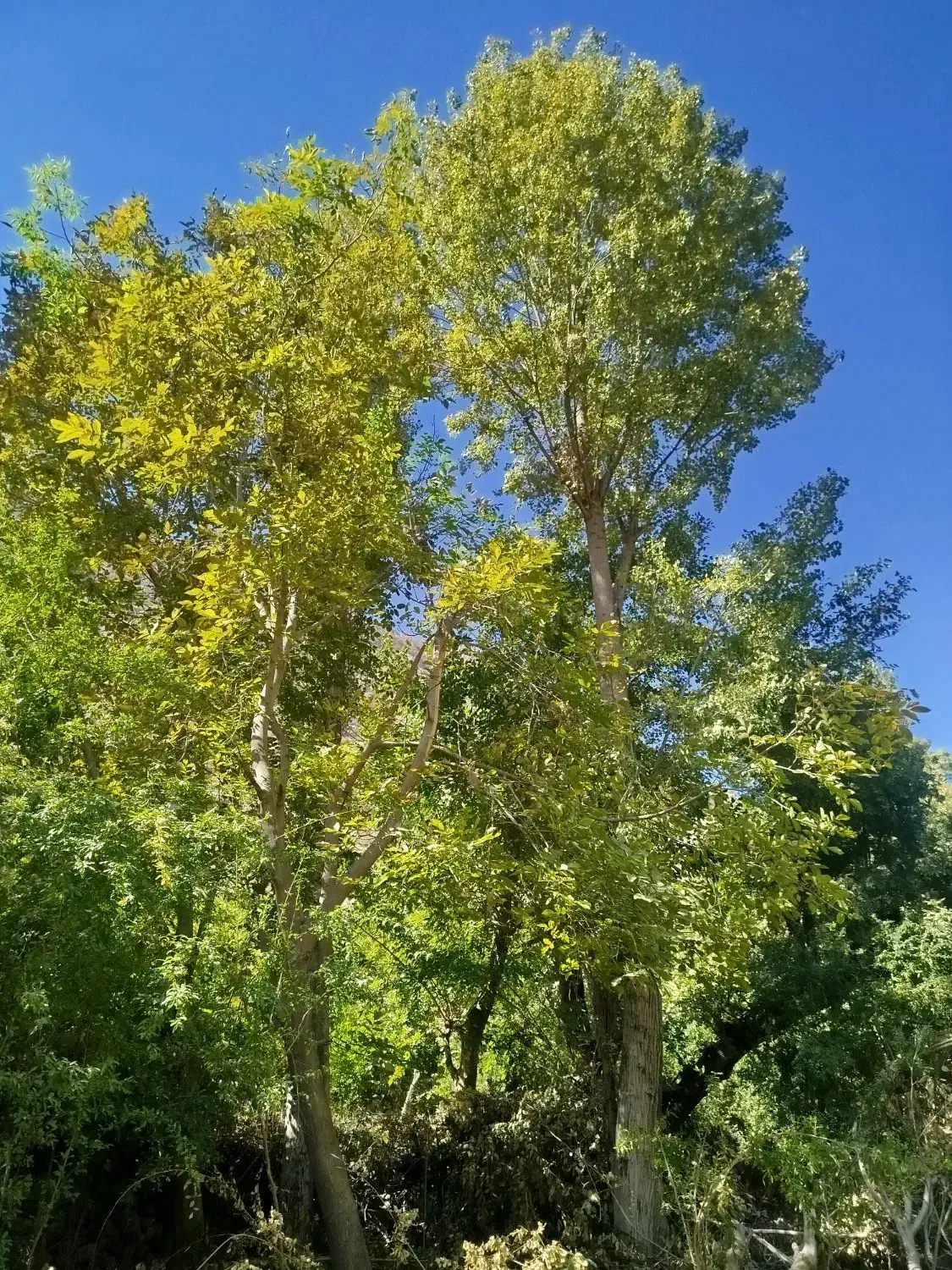 فروش چوب درخت|خدمات باغبانی و درختکاری|دزپارت, |دیوار