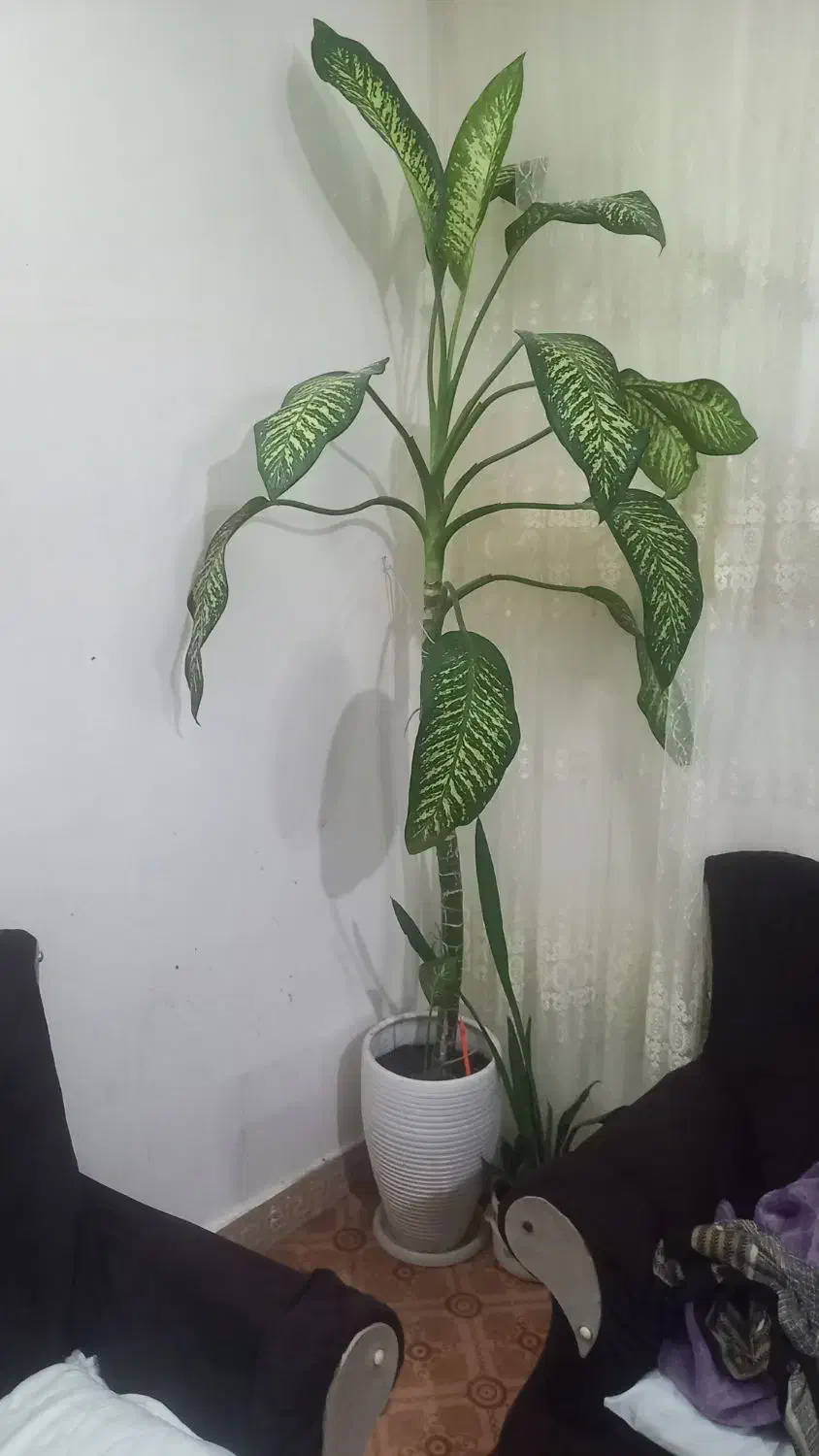 نداشتن جا مکان|گل و گیاه طبیعی|چناران, |دیوار