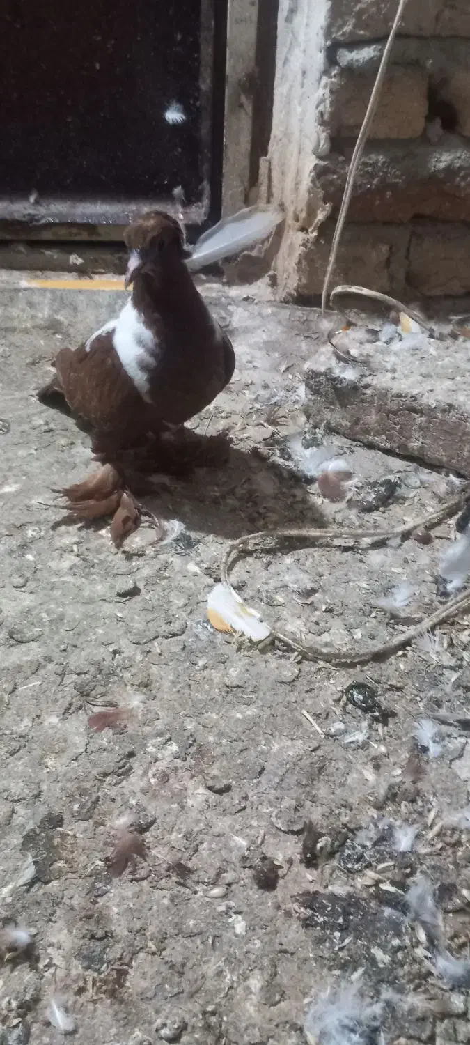 جوجه ککیلی ومادرش|پرنده|اردبیل, |دیوار