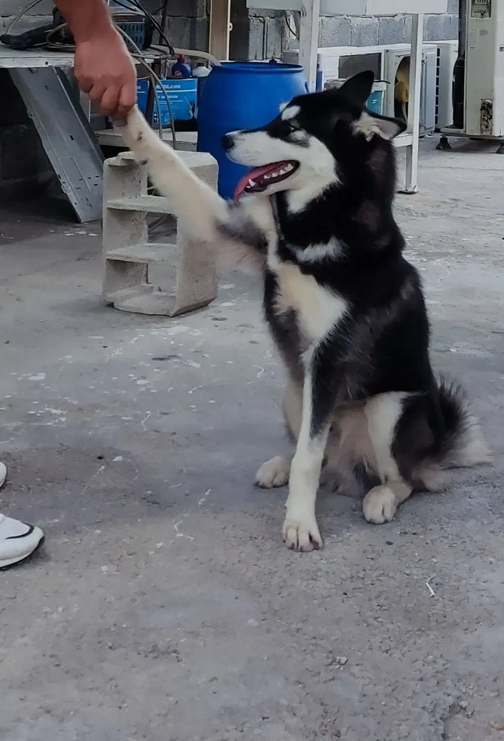 سگ هاسکی|سگ|صدرا-فارس, فاز ۱|دیوار