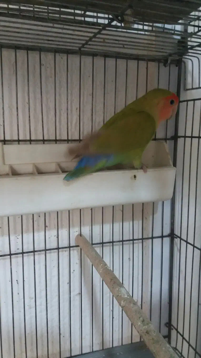 طوطی برزیلی نر و عروس هلندی|پرنده|یاسوج, |دیوار