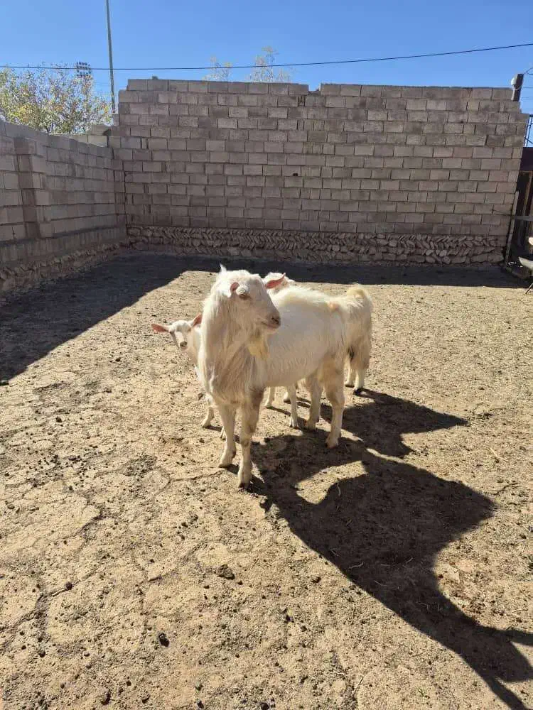 فروش چپش یه ساله سانن اصل|حیوانات مزرعه|بروجن, |دیوار