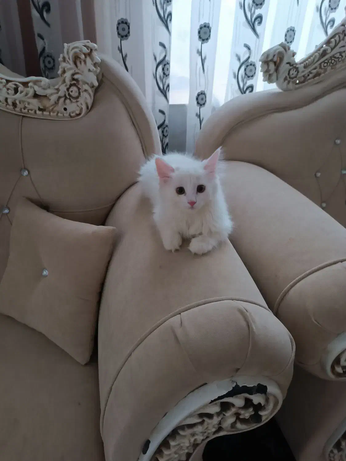 گربه خونگی|گربه|بجستان, |دیوار