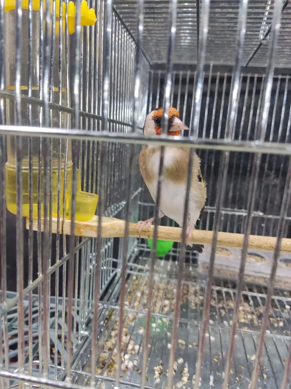 سهره نر سه ساله. جفتی قناری|پرنده|شهرکرد, |دیوار