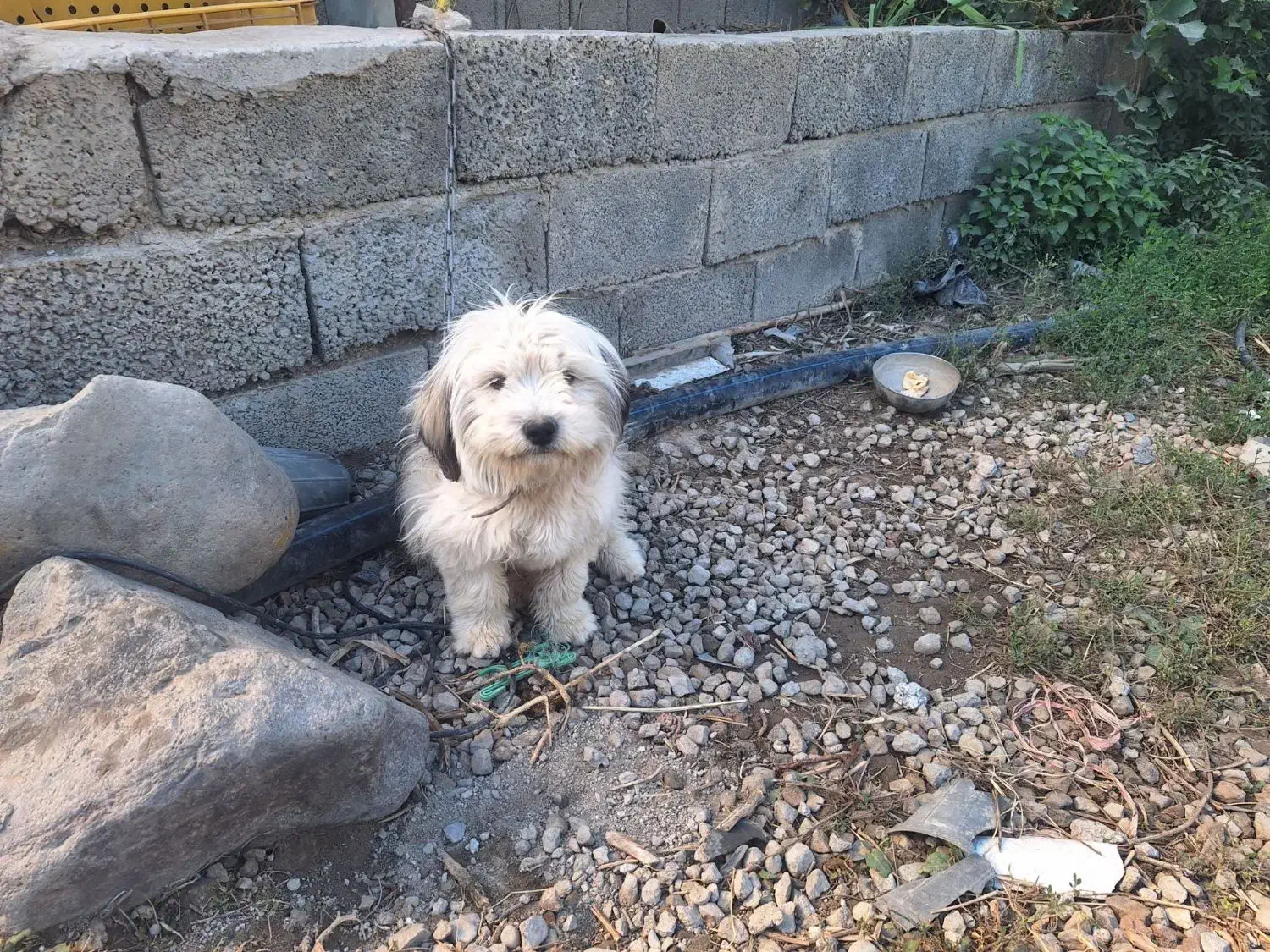 سگ تریر ۱ساله نر|سگ|باسمنج, |دیوار