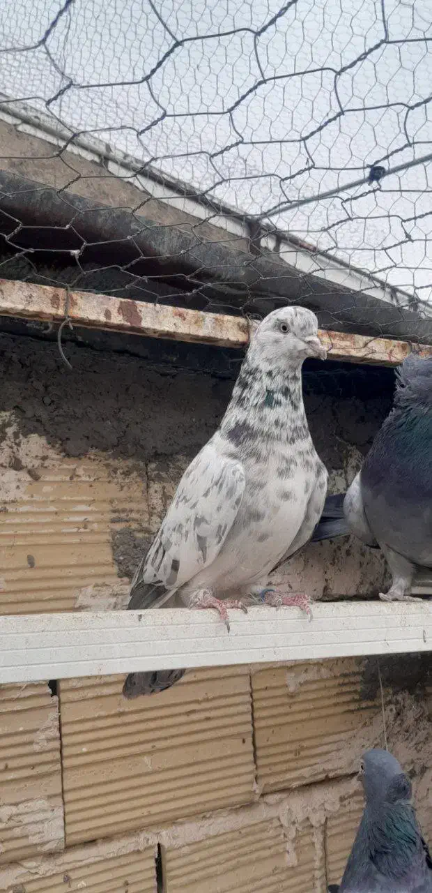 کبوتر سینه ای|پرنده|صائین قلعه, |دیوار