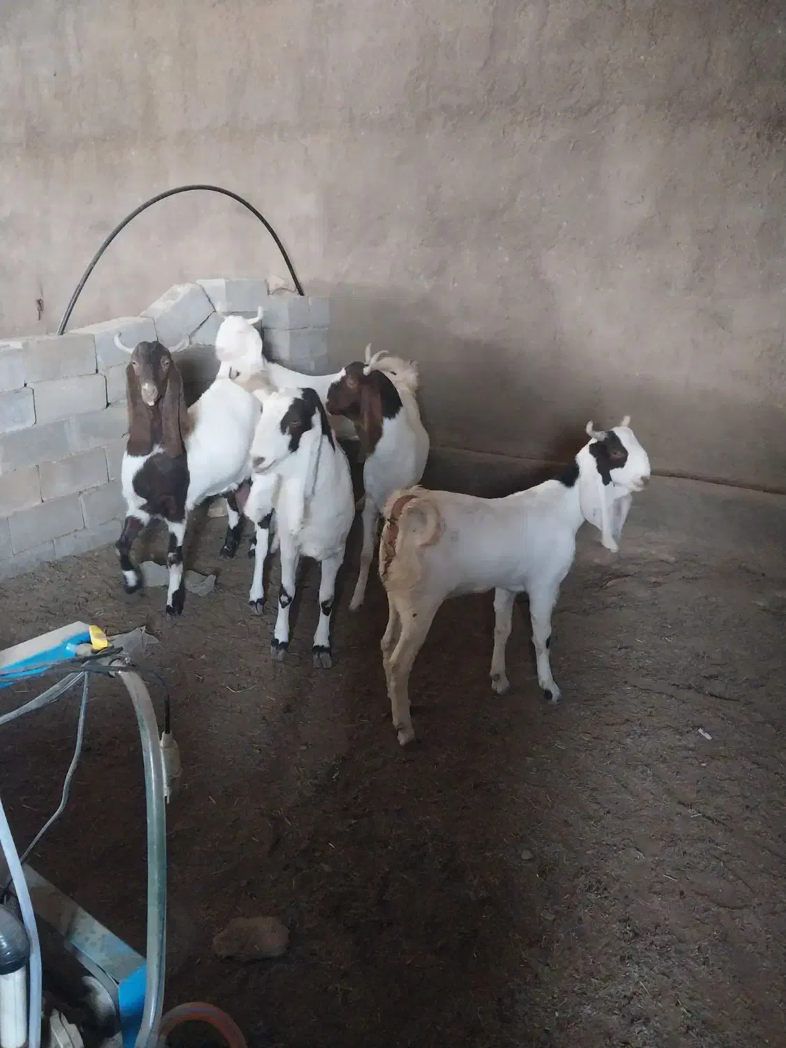 بزگلابی و سانن اصل|حیوانات مزرعه|قائن, |دیوار