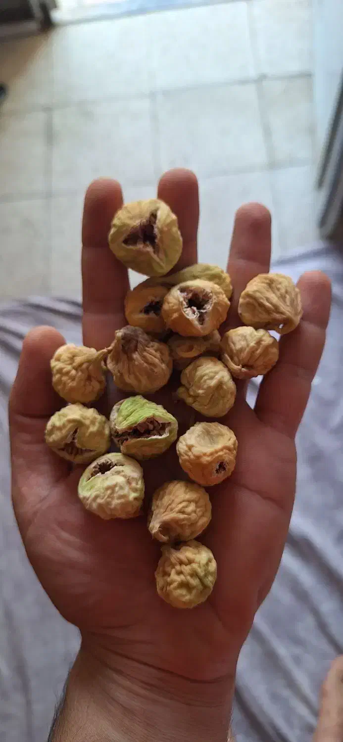 انجیر بش درجه ۱|خوردنی و آشامیدنی|شیراز, شهرک فرزانگان|دیوار