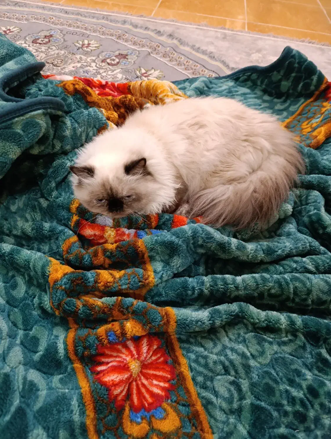 گربه هیمالین|گربه|سراوان, |دیوار