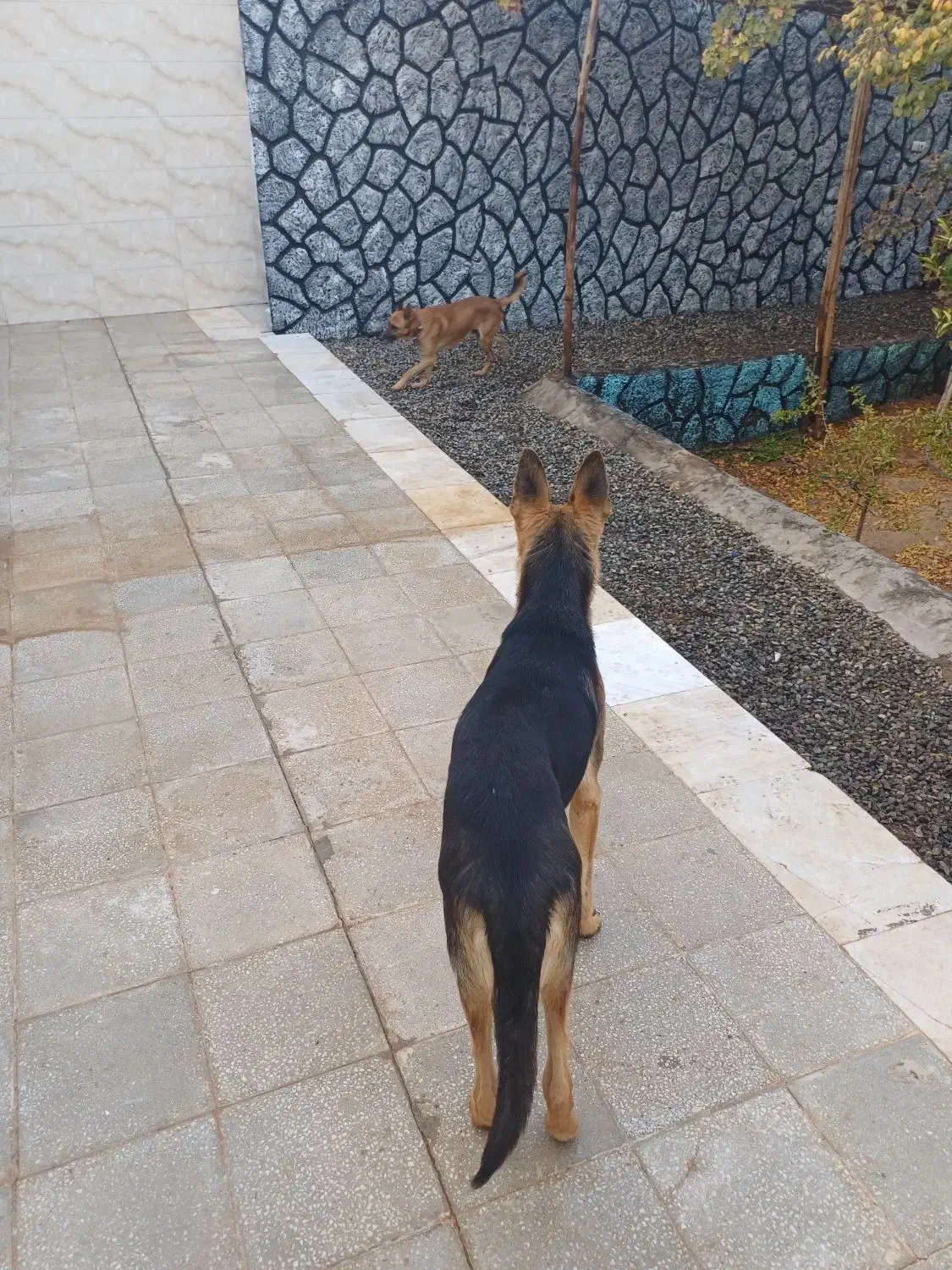 سگ نگهبان|سگ|قنوات, |دیوار