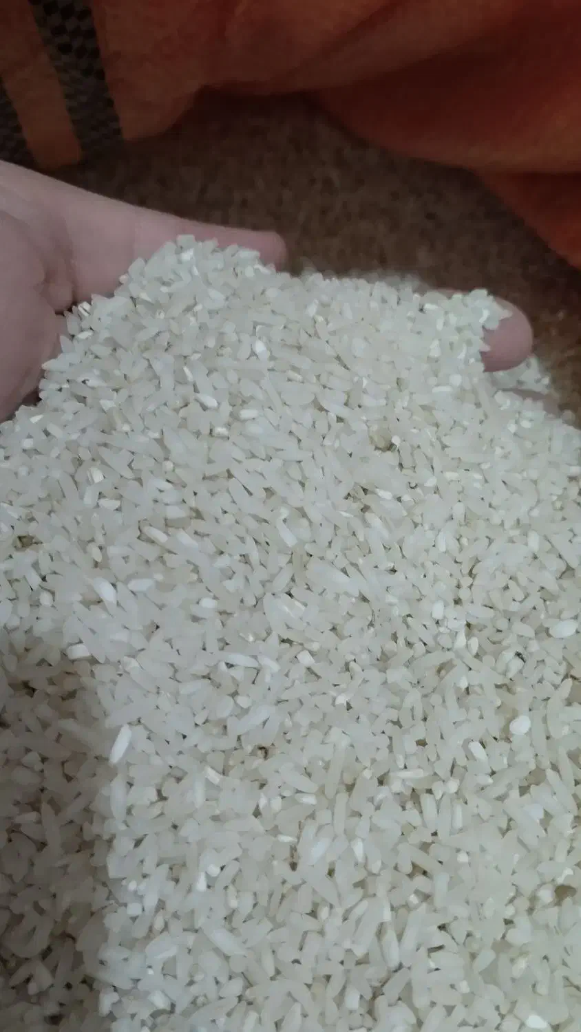 برنج  درشت هاشمی .نیم دانه هاشمی .ریزه هاشمی|خوردنی و آشامیدنی|رشت, جانبازان|دیوار