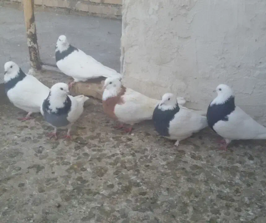 کبوتر|پرنده|سراب, |دیوار