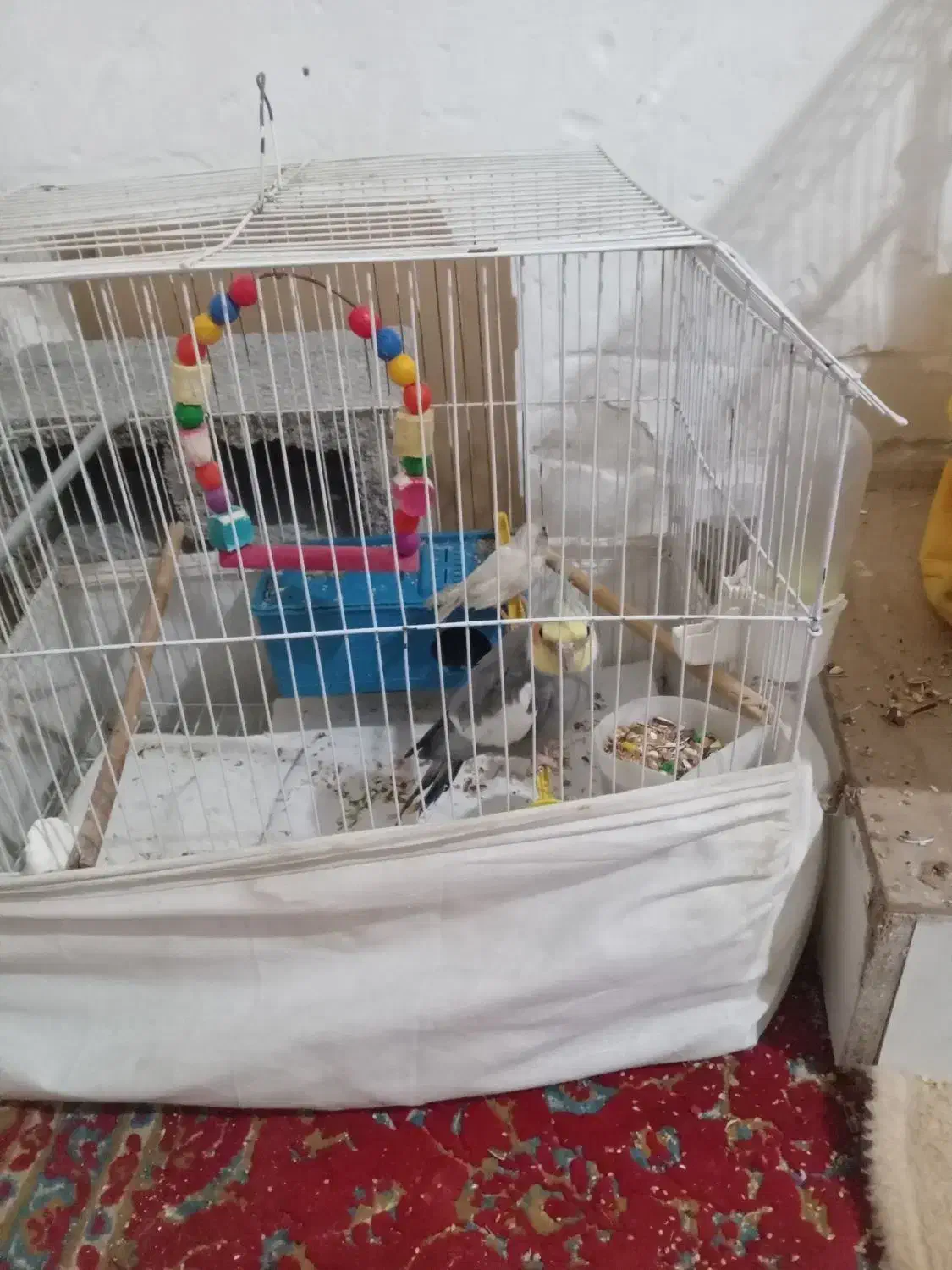 ۲عددعروس هلندی با تخم و ۱ عدد عروس هلندی دستی اهلی|پرنده|خرمشهر, |دیوار