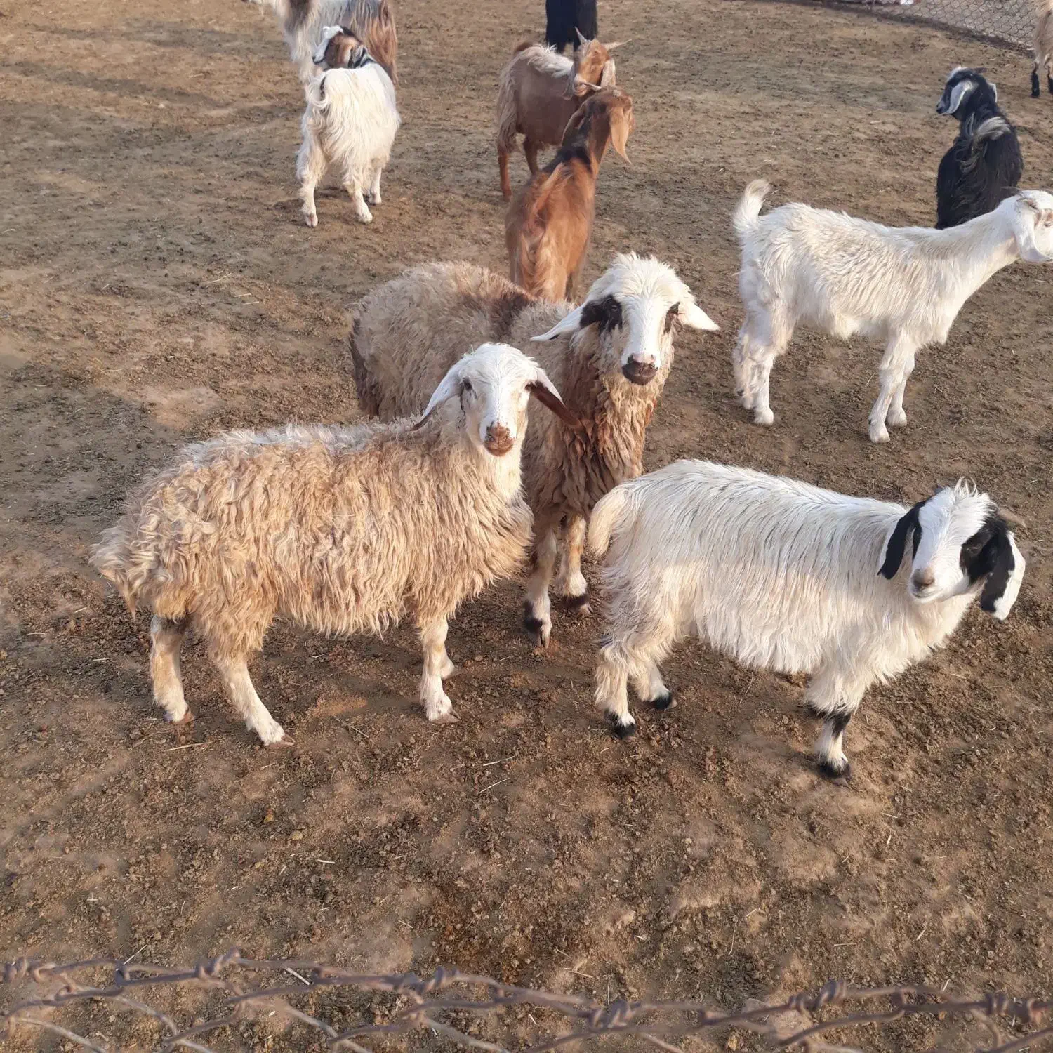 بز قاله یا حمون بی|حیوانات مزرعه|شوش, |دیوار