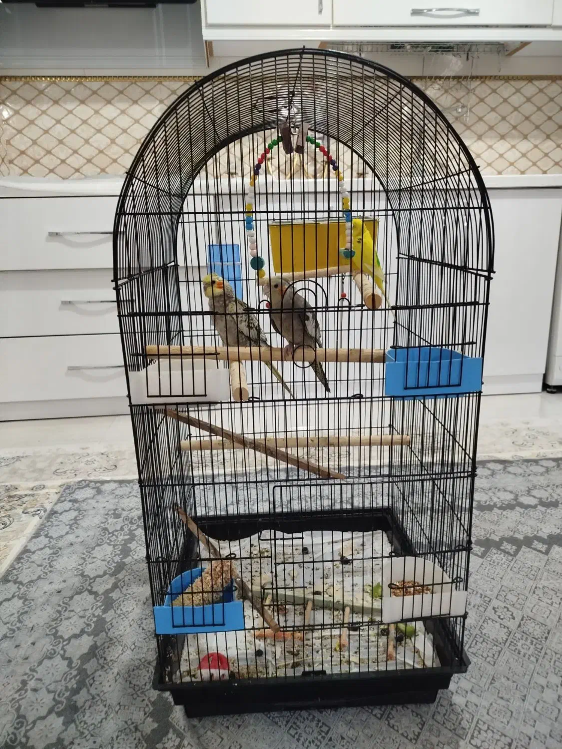 فروش عروس هلندی ویک ماده مرغ عشق زرد|پرنده|مهاباد (آذربایجان غربی), |دیوار